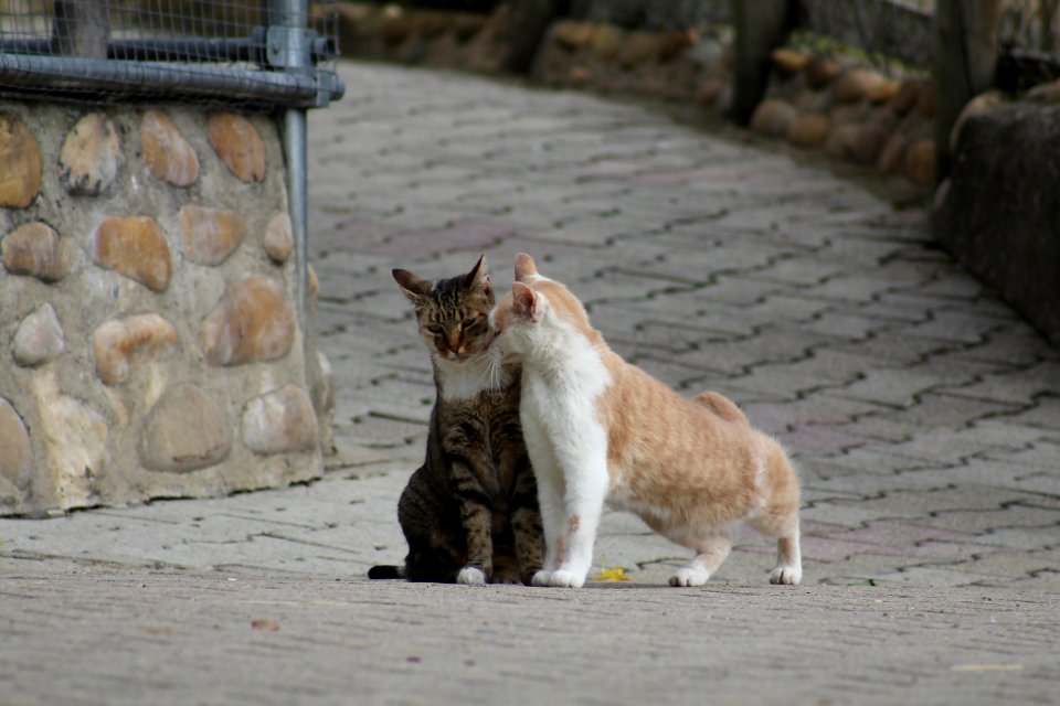Stretching cat annoying chill cat