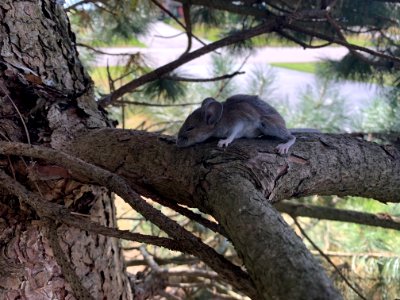 Mouse in a tree - free use photo