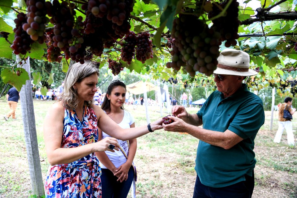 27.01.2018 - Prefeita Paula Mascarenhas durante abertura e Festa da Colheita da Uva, 8º Distrito, Colônia Santa Helena, propriedade de Dirceu Kurz - Foto: Gustavo Vara