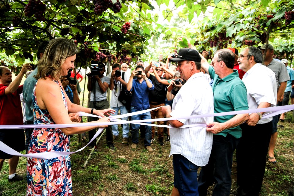 27.01.2018 - Prefeita Paula Mascarenhas durante abertura e Festa da Colheita da Uva, 8º Distrito, Colônia Santa Helena, propriedade de Dirceu Kurz - Foto: Gustavo Vara