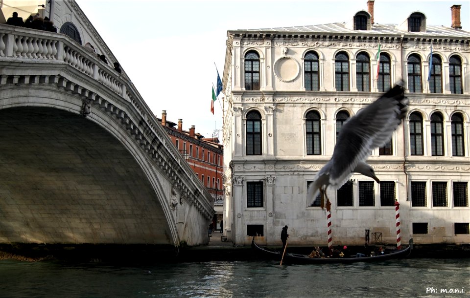 Gabbiano Ponte Canali Venezia Italy