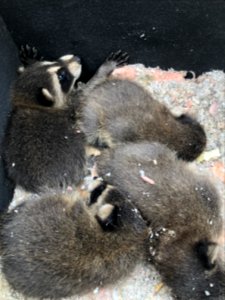 Baby Raccoons Removed from Attic