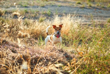 Menta, the Jack Russell..