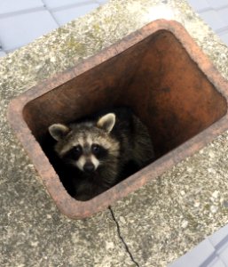 Raccoon in Chimney photo