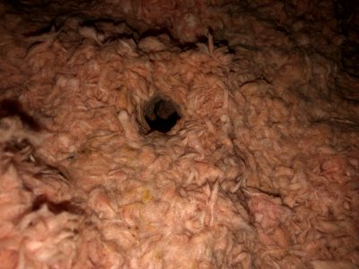 Mice holes in attic insulation photo