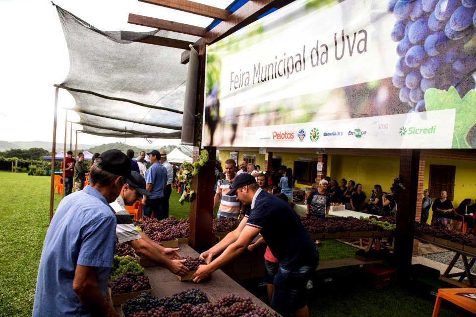 03.02.2019 - Abertura da 9ª edição da Colheita da Uva na Colônia São Manoel, 8º distrito, Rincão da Cruz - Foto: Gustavo Vara