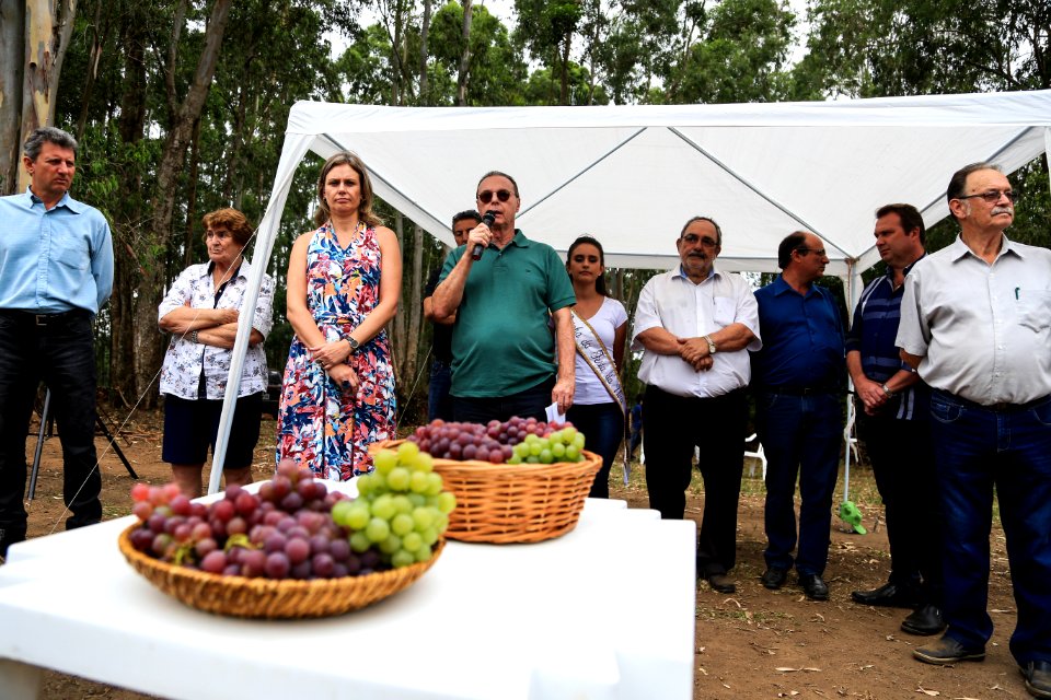 27.01.2018 - Prefeita Paula Mascarenhas durante abertura e Festa da Colheita da Uva, 8º Distrito, Colônia Santa Helena, propriedade de Dirceu Kurz - Foto: Gustavo Vara