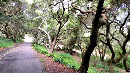 Buena Vista Park