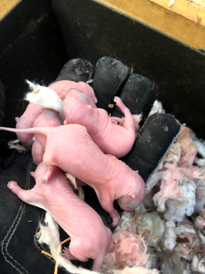 New Born Baby Squirrels