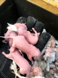 New Born Baby Squirrels photo