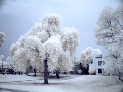 A Tree photo