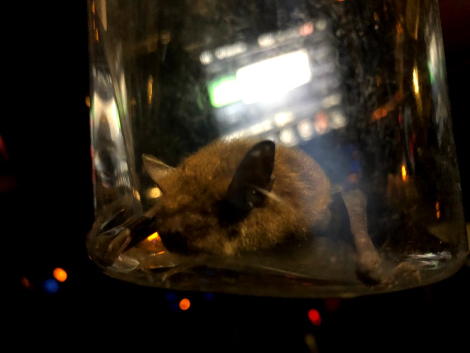 Bat - Big Brown Bat - Ontario