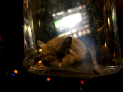 Bat - Big Brown Bat - Ontario