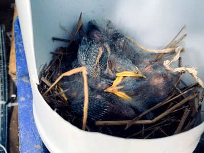 Baby Bird Nest photo