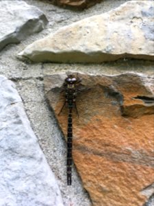 Dragon Fly - Ontario Canada photo