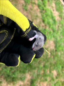 Baby Mouse - Ontario photo