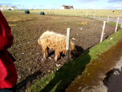 Woolly Pigs!
