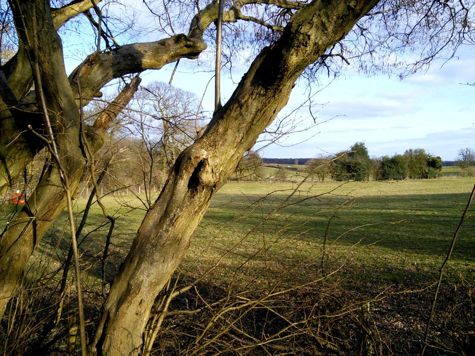 Old hedge near the nature reserve, Tewin