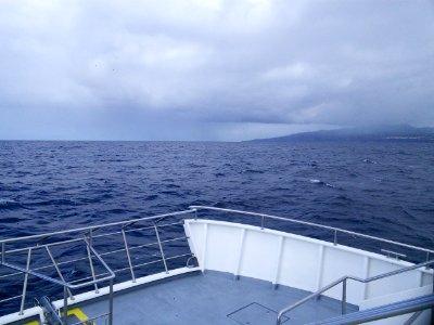 Bottle nosed dolphins off Ponta Delgada