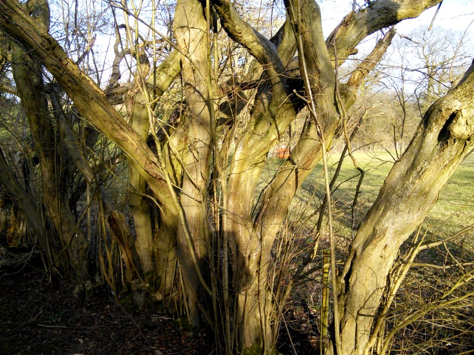 Old hedge near the nature reserve, Tewin