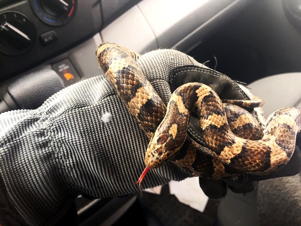 Milksnake (lampropeltis triangulum) Ontario