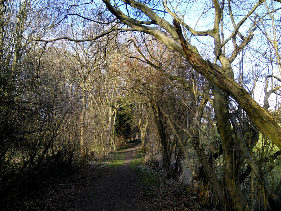 Old hedge near the nature reserve, Tewin