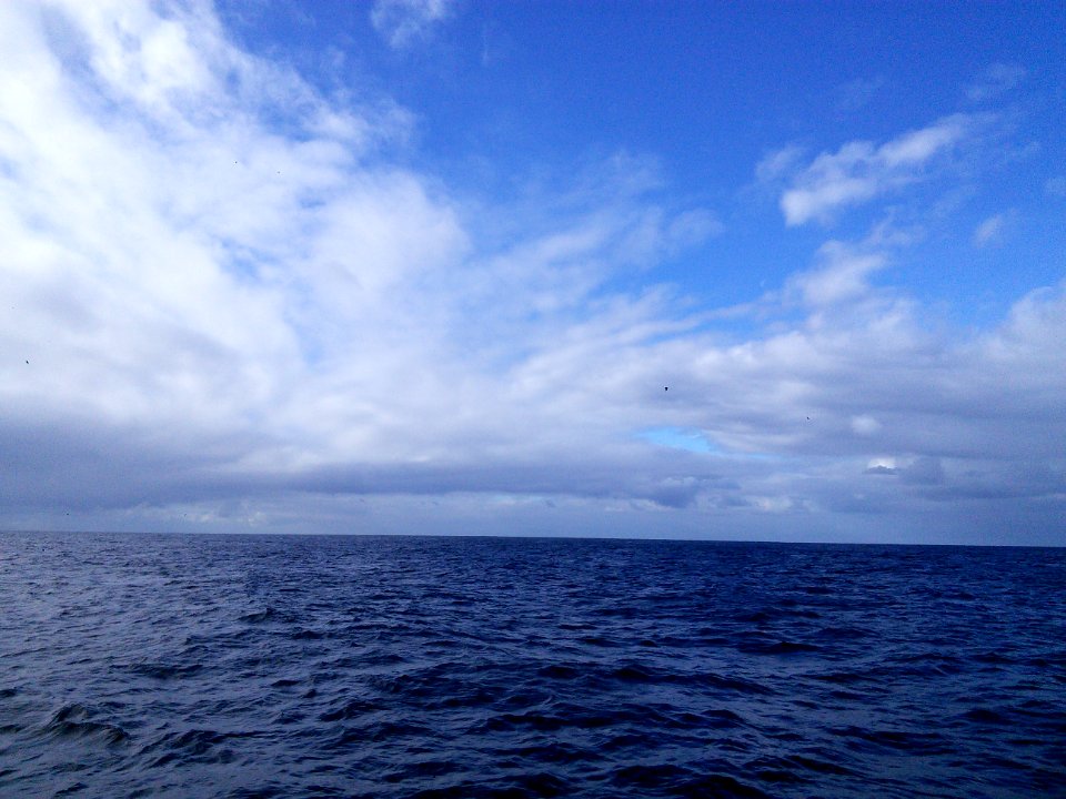 Bottle nosed dolphins off Ponta Delgada