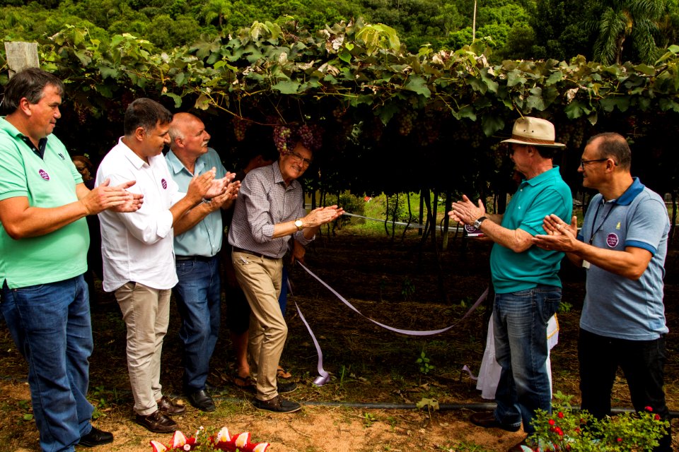 03.02.2019 - Abertura da 9ª edição da Colheita da Uva na Colônia São Manoel, 8º distrito, Rincão da Cruz - Foto: Gustavo Vara