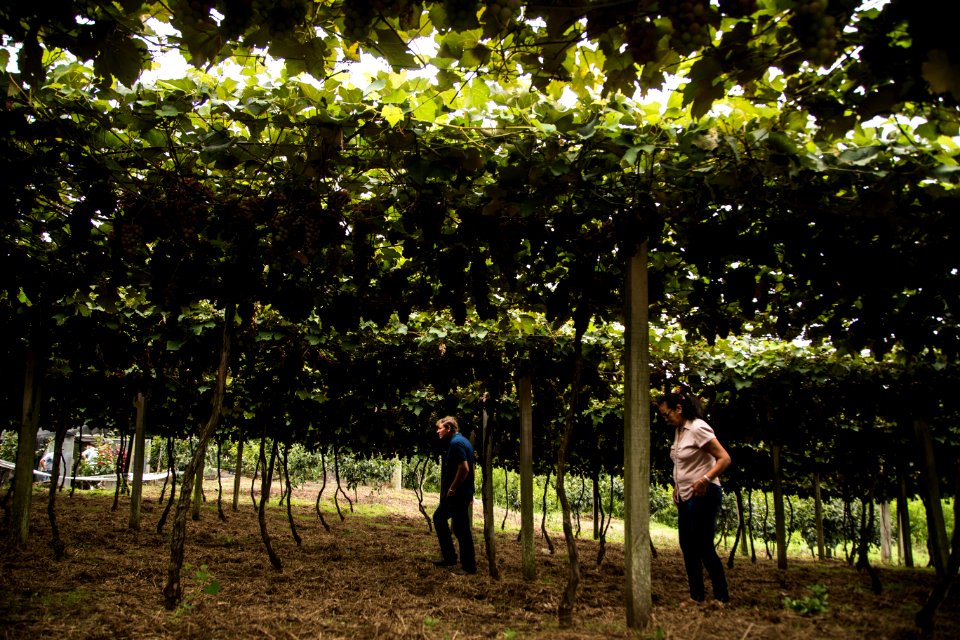 03.02.2019 - Abertura da 9ª edição da Colheita da Uva na Colônia São Manoel, 8º distrito, Rincão da Cruz - Foto: Gustavo Vara