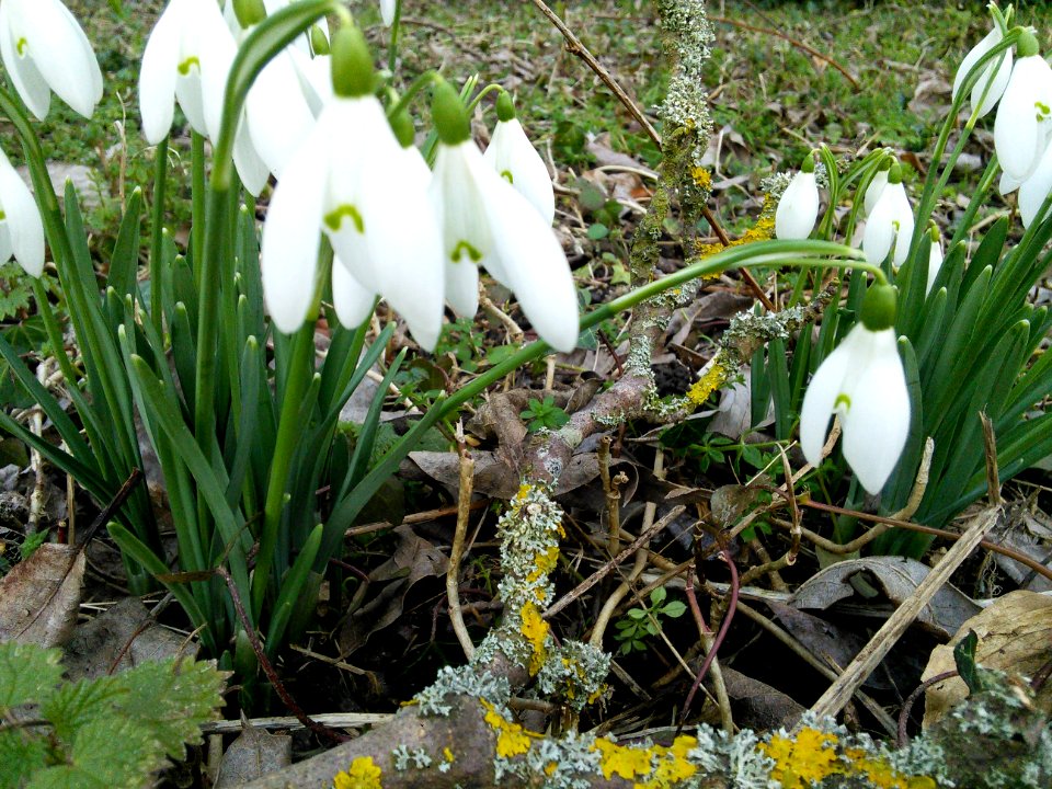 Snowdrops and lichen