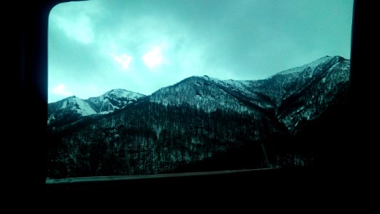 Frozen forest