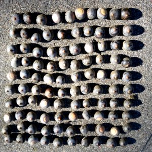 100 acorns