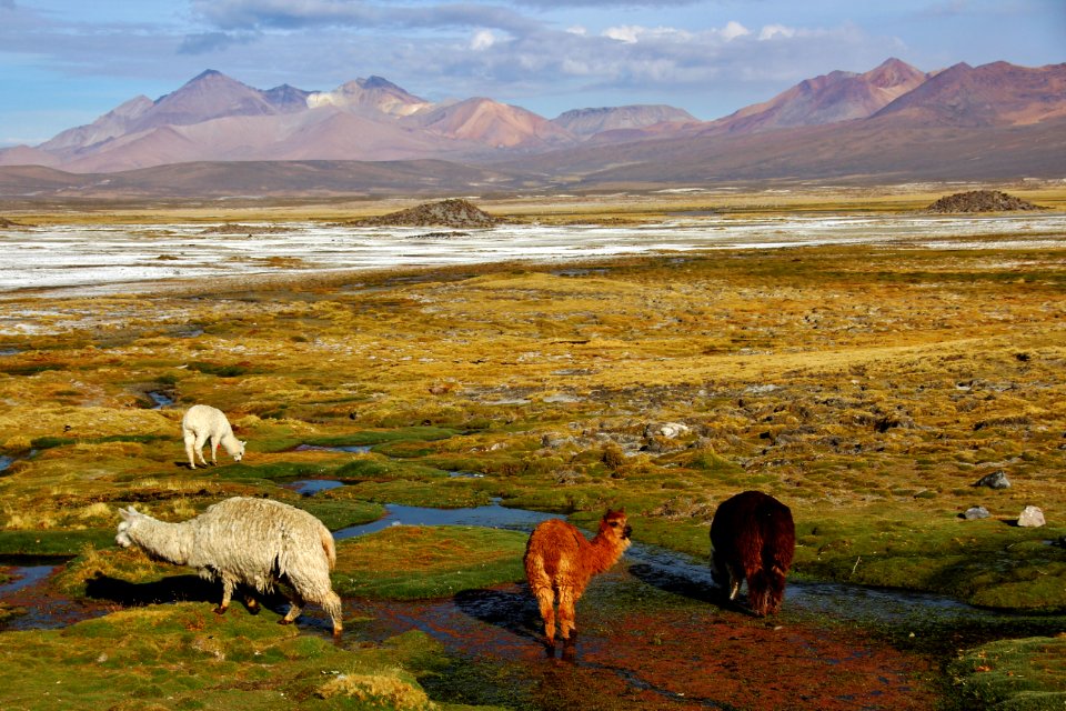 Llamas - Parque Nacional Lauca