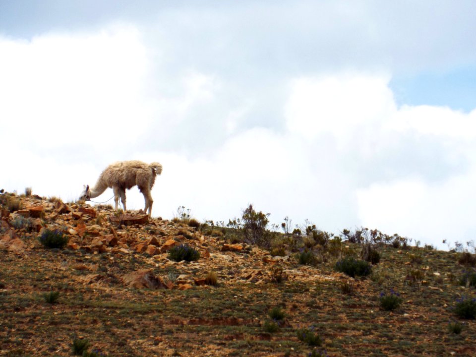Llama en la isla del sol