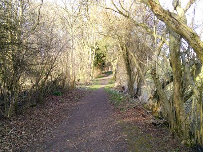 Old hedge near the nature reserve, Tewin