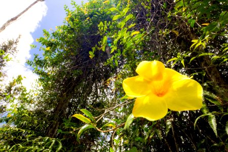 Yellow Hibiscus