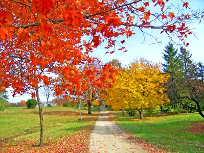 path-in-autumn-trees photo