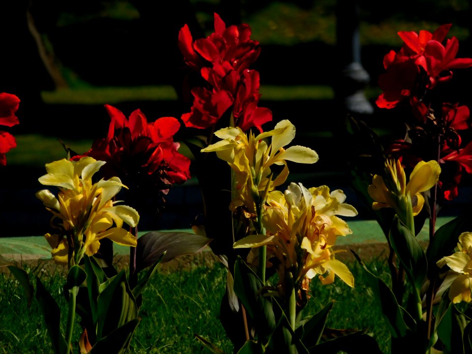 Red & Yellow photo