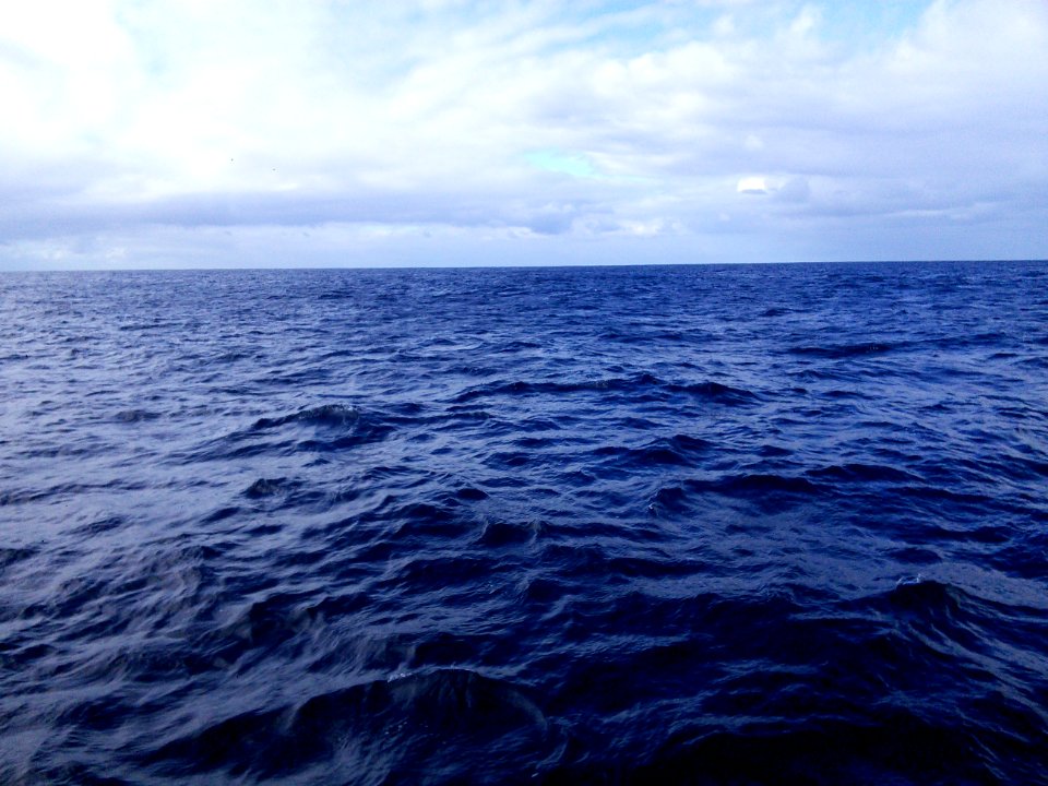 Bottle nosed dolphins off Ponta Delgada