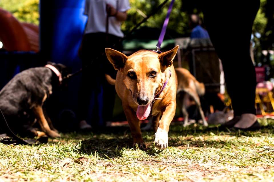 08.12.2019 - Encerramento da 2ª Semana de Proteção Animal - Foto: Gustavo Vara