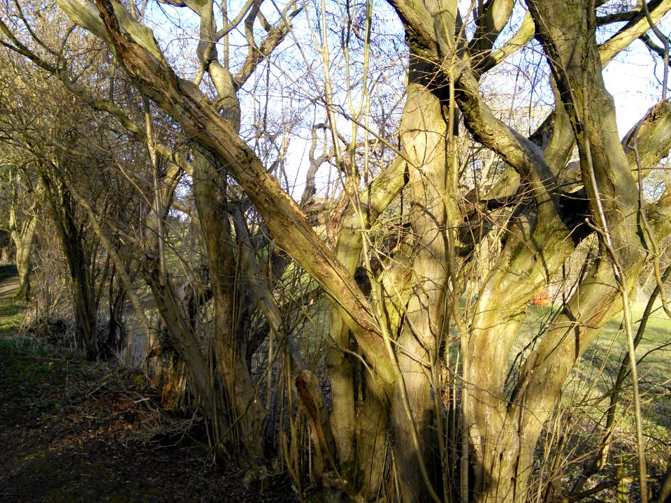 Old hedge near the nature reserve, Tewin