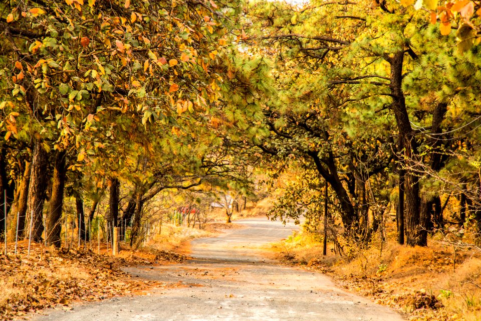 Guadalajara y su bosque de la eterna primavera