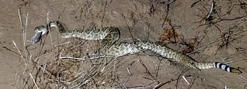 Diamondback Eating