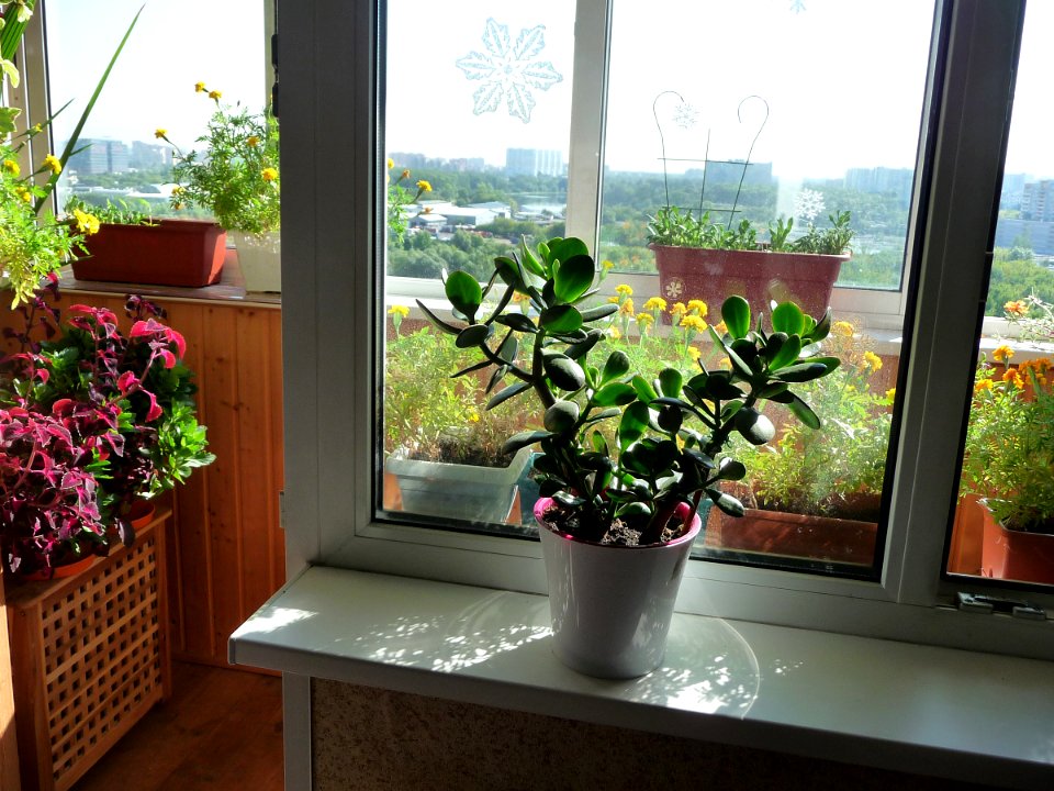 Window and flowers