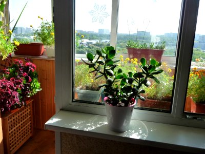 Window and flowers