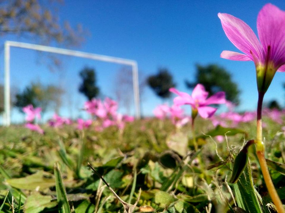 Flor.