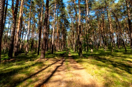 Drawieński Park Narodowy photo