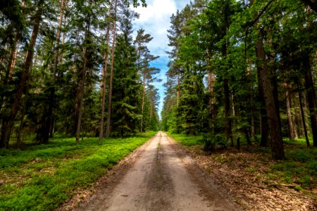 Drawieński Park Narodowy photo