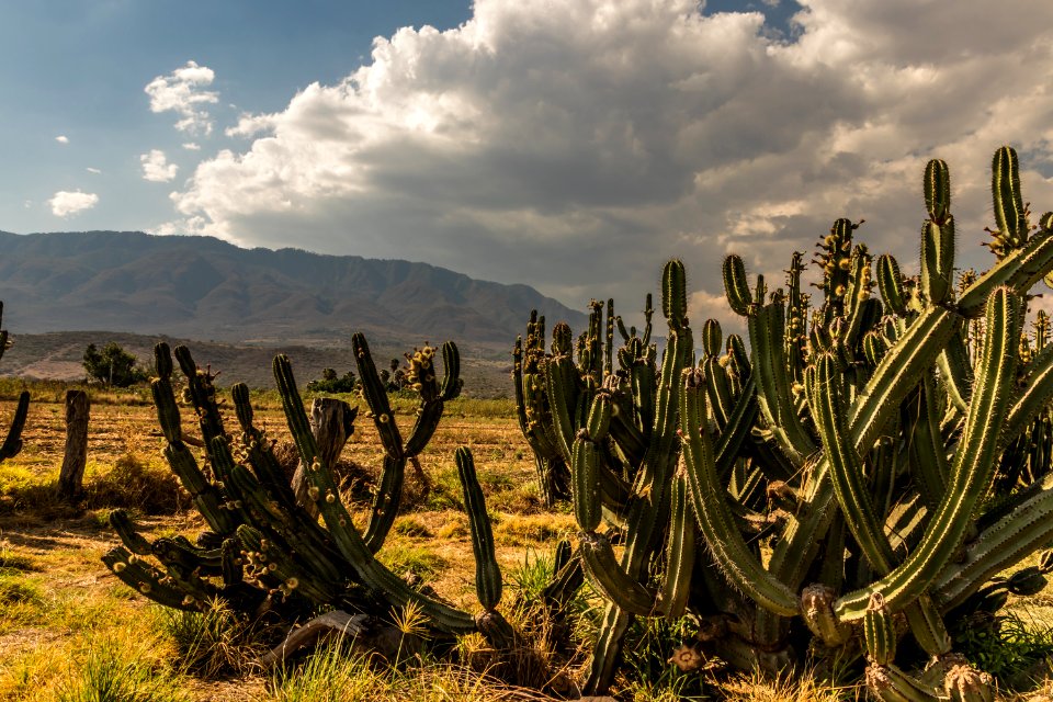Techaluta, Jalisco, México