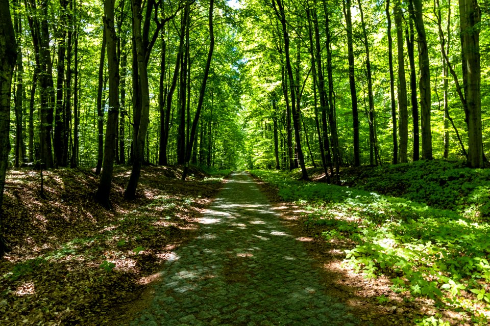 Drawieński Park Narodowy